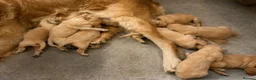 Goldendoodle dogs for sale: Beautiful golden doodles looking for forever homes - Advert 8