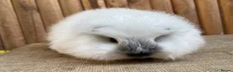 Guinea Pig rodents for sale: Swiss teddy baby sow  - Advert 3