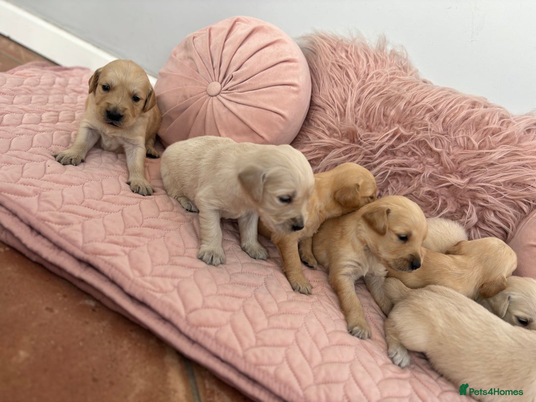 Golden Retriever dogs for sale: Beautiful GR Puppies – No Expense Spared! - Image 34