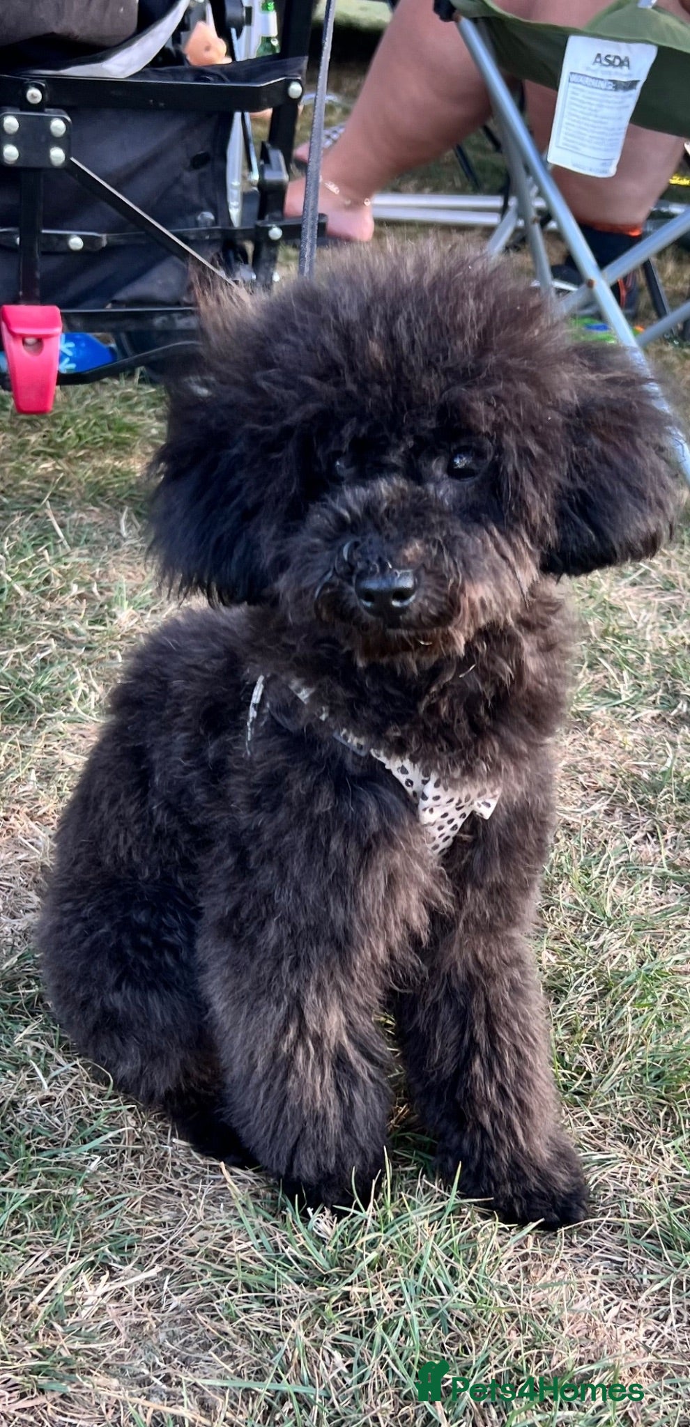 Cavapoo dogs 🐾Beautiful Girl 6 Month Old F1 CavapooCoco 🐾 - Advert 2