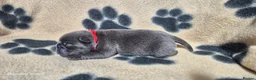 Pug dogs for sale: 3x pug girls 1x pug boy in Southend-on-Sea - Advert 10