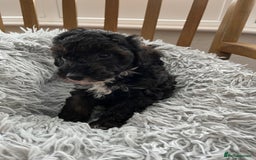 Toy Poodle dogs for sale: Toy Poodle Puppies  - Image 6