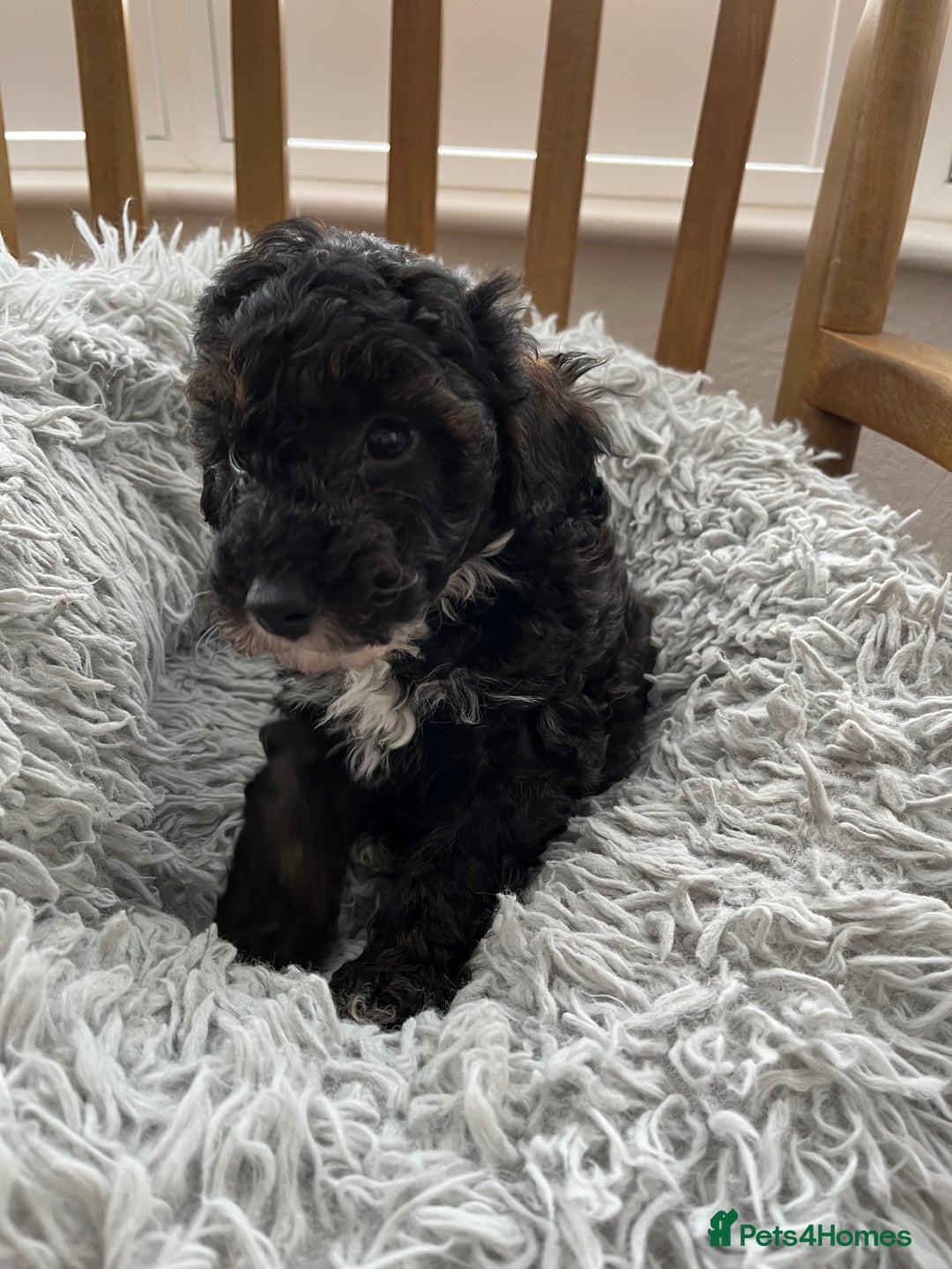 Toy Poodle dogs for sale: Toy Poodle Puppies  - Image 6