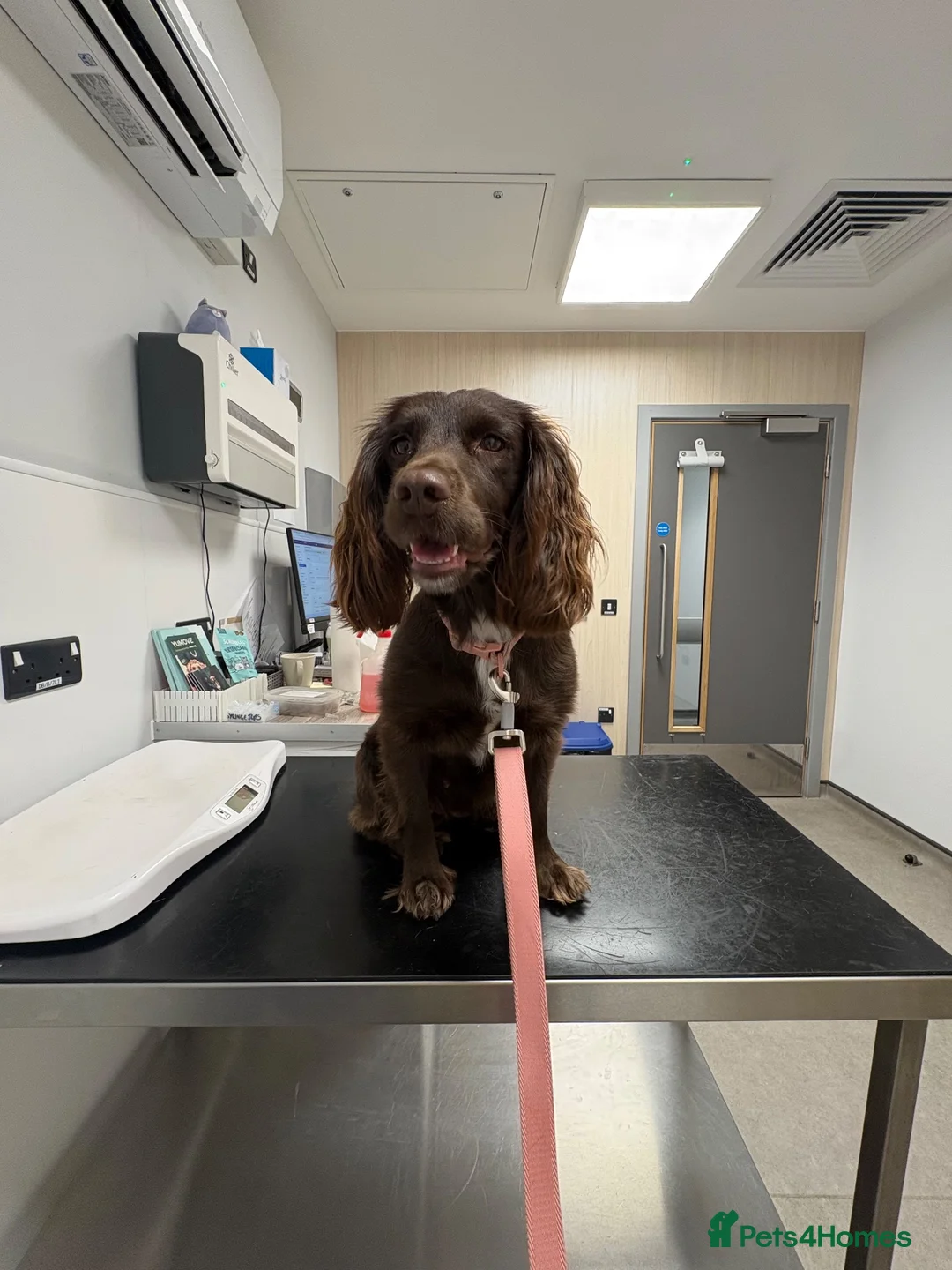 Sprocker dogs for sale: 2 beautiful girl sprockers for sale  - Advert 1
