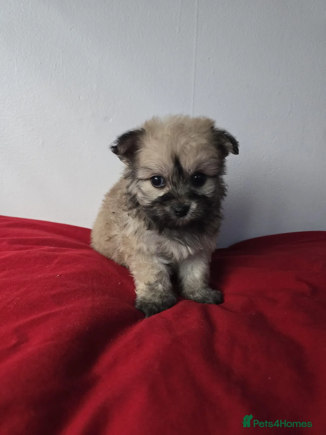 Yorkiepoo dogs for sale: Yorkiepoo puppies  - Advert 6