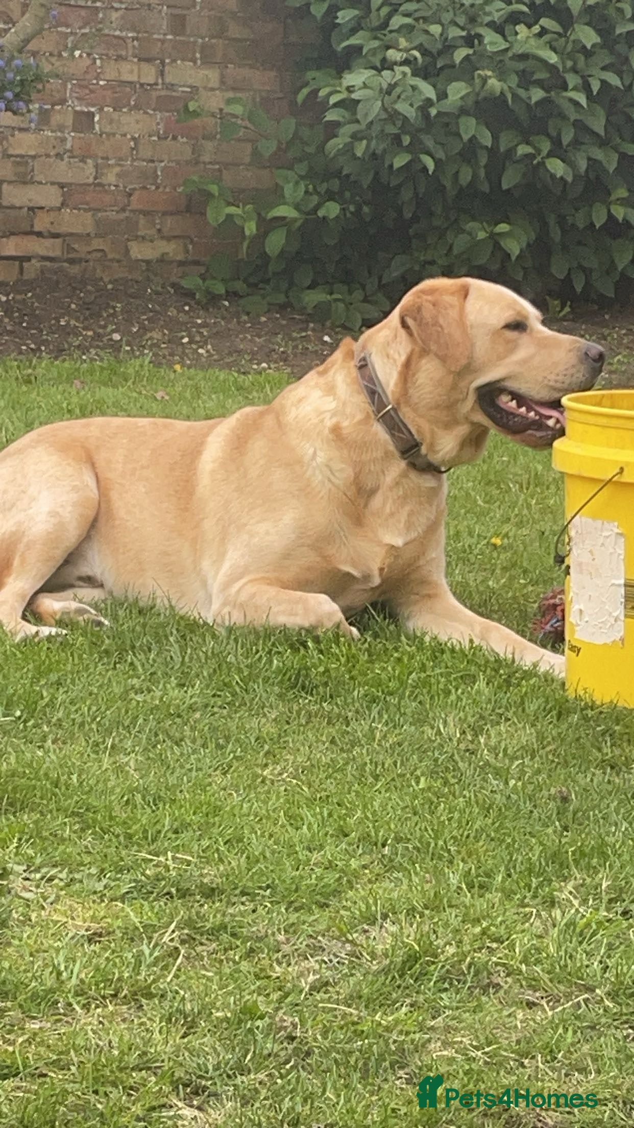 Labrador Retriever dogs Labrador for sale - Advert 1