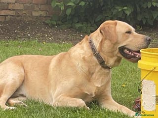 Labrador Retriever dogs Labrador for sale - Advert 1