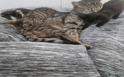 Mixed Breed cats for sale: Kittys - Image 4