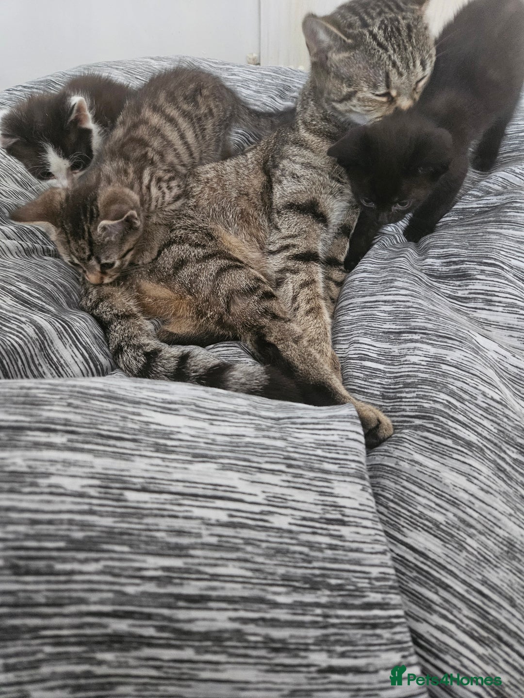 Mixed Breed cats for sale: Kittys - Image 4