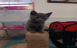 Russian Blue cats for sale: 3 angel's looking for best homes  - Image 5
