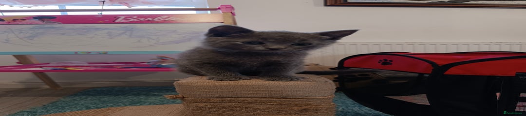Russian Blue Kitten green