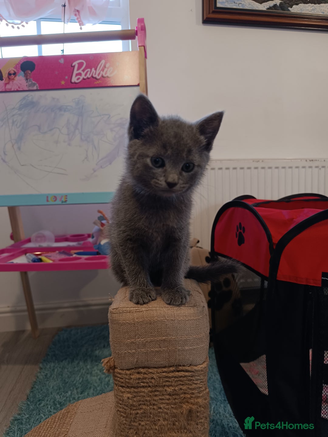 Russian Blue cats for sale: 3 angel's looking for best homes  - Image 5