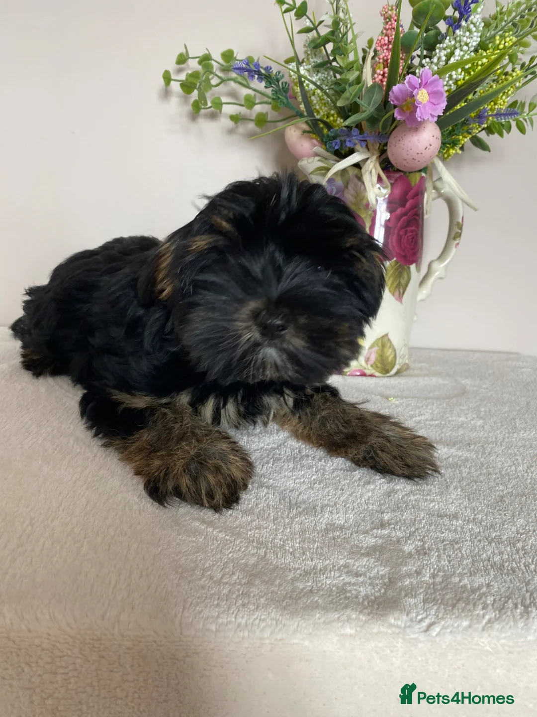 Yorkshire Terrier dogs for sale: Yorkshire Terrier puppy - Advert 1