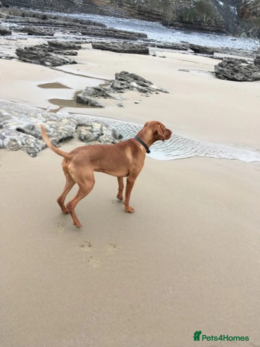 Hungarian Vizsla dogs for stud: Hungarian Vizsla for stud! in Llantwit Major - Advert 9