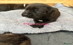 Mixed Breed dogs for sale: Cane Corso x boerboel  - Image 5
