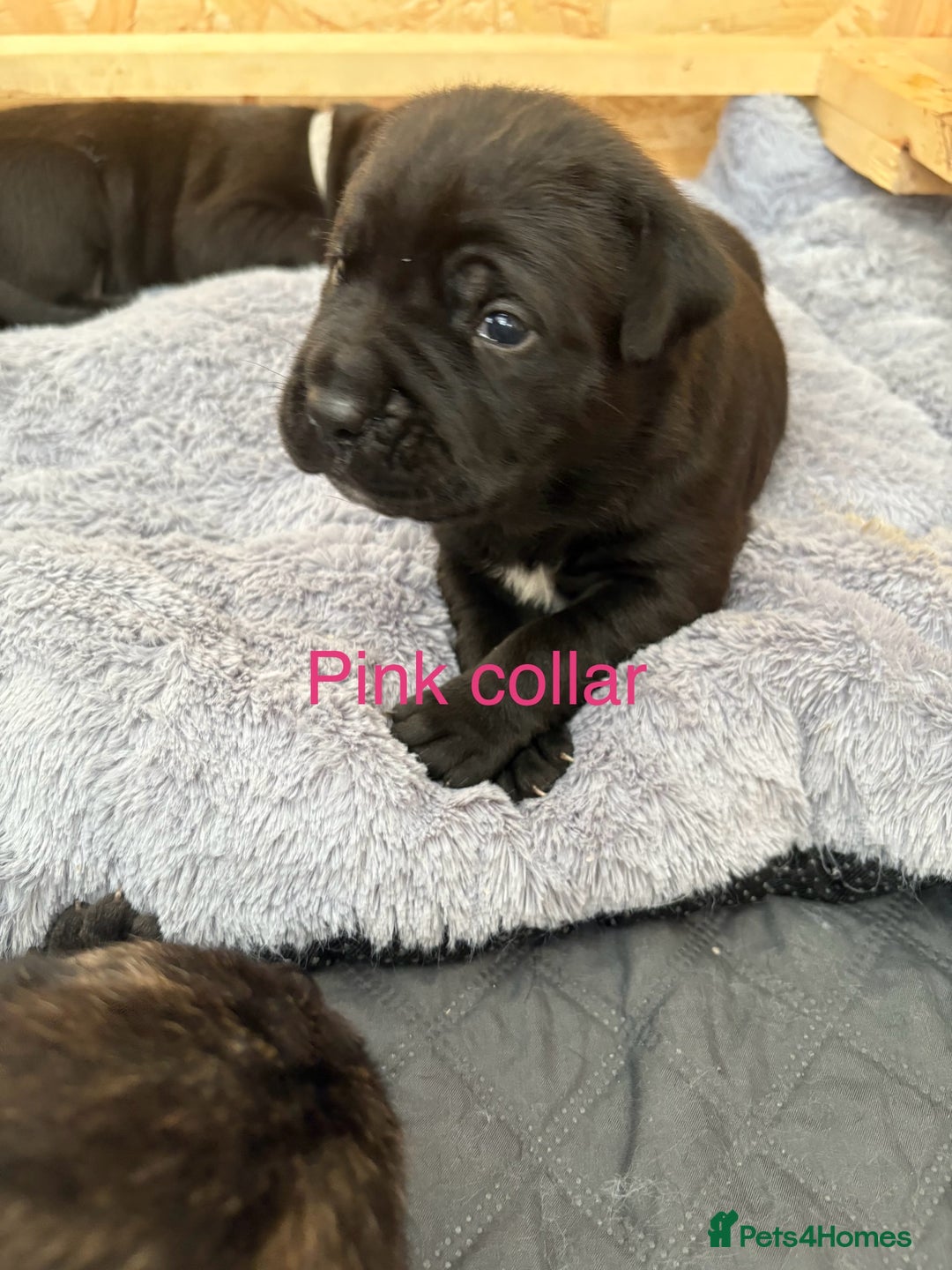 Mixed Breed dogs for sale: Cane Corso x boerboel  - Image 5
