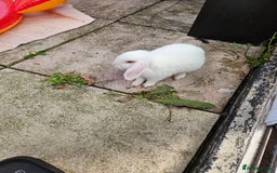 Mixed Breed rabbits for sale: These mini lop bunnies. - Image 4
