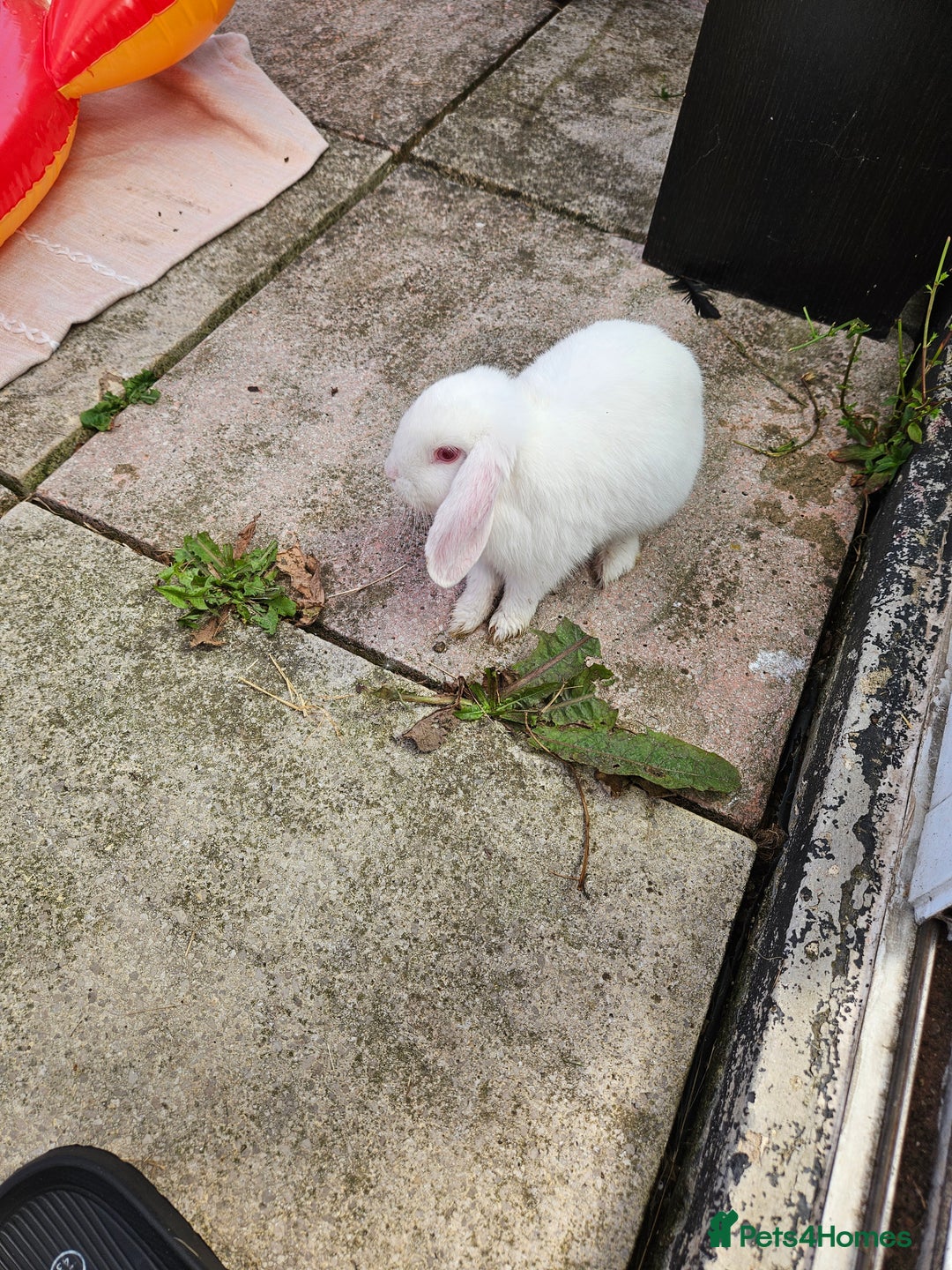 Mixed Breed rabbits for sale: These mini lop bunnies. - Image 4