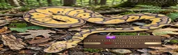 Python Snake reptiles for sale:  Various ball pythons  - Advert 12