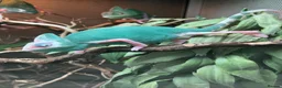 Chameleon reptiles for sale: Yemen Chameleon babies, Normal & Pieds - Advert 6