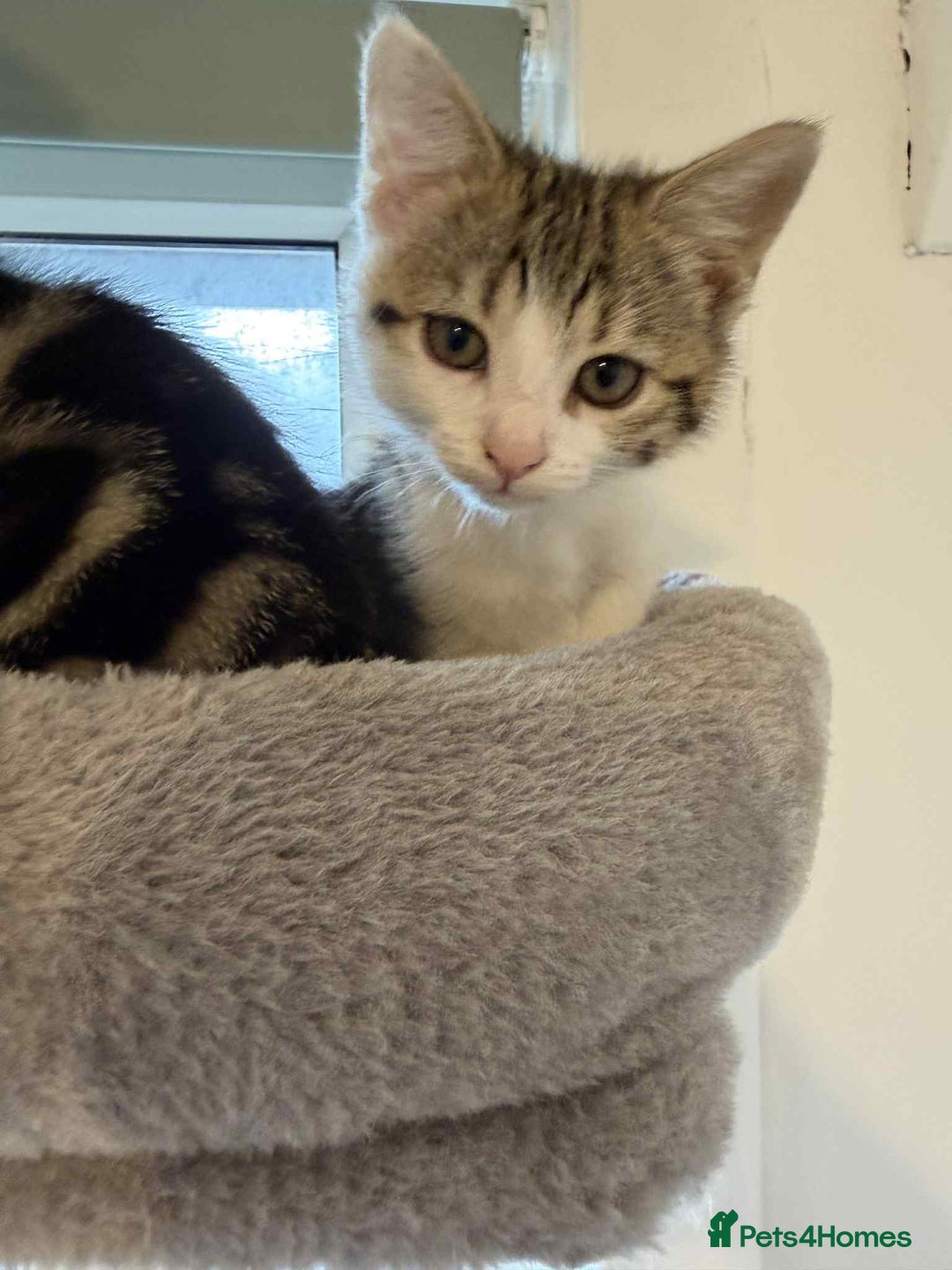 Mixed Breed cats for sale: Adorable Kittens Looking for Forever Homes! 🐱💕 - Image 8