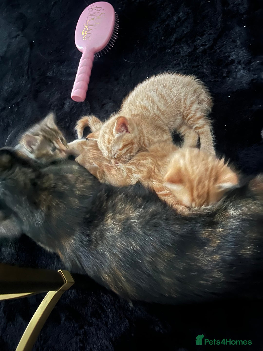 British Longhair cats for sale: Ginger boy - Image 2