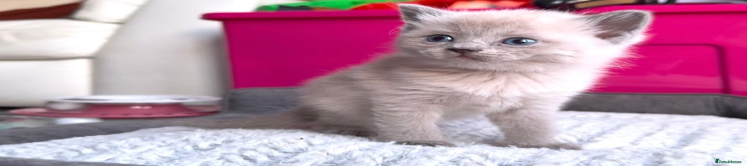 Kitten 6