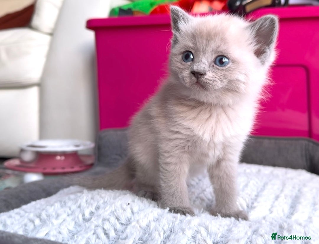 Mixed Breed cats for sale: Stunning Persian x Siamese kittens - Image 5