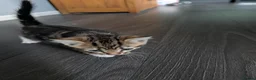 Mixed Breed cats for sale: 3 kittens for sale - Advert 2