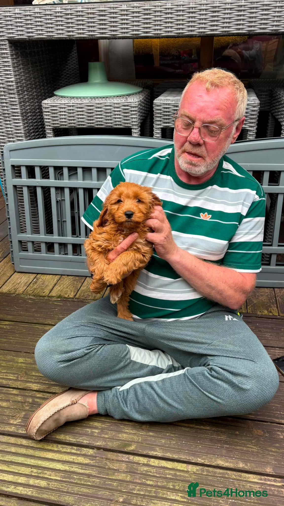Cockapoo dogs Cockapoo f1 pup ready now - Advert 5