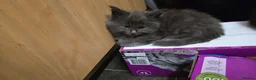 Maine Coon cats for sale: Beautiful grey fluffy mainecoons  - Advert 4