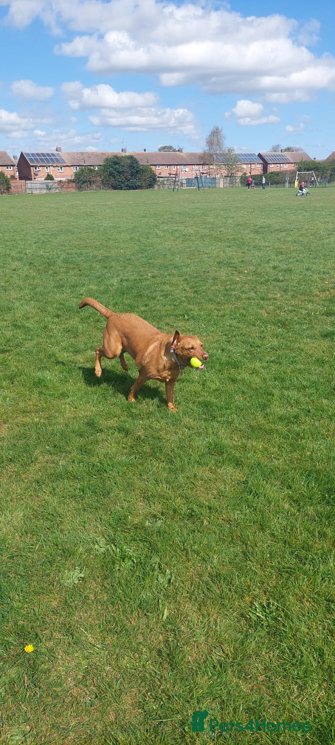 Labrador Retriever dogs for sale: 2 year old female fox red labrador  - Image 4