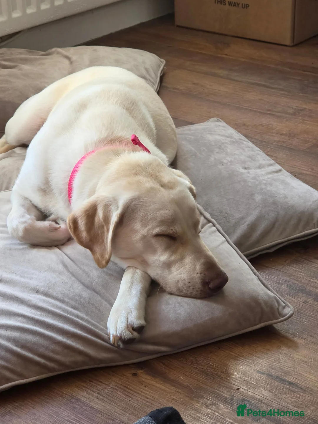 Labrador Retriever dogs for sale: Nyla  - Advert 2