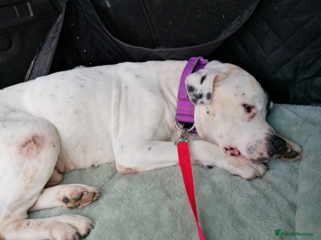 Mixed Breed dogs for adoption: 💙Ghost💙 12 yo rescued from horrific conditions - Advert 4