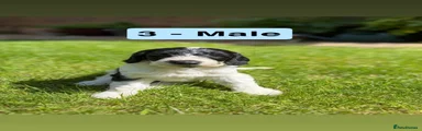 Puppy 3 - Male