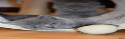 British Shorthair cats for sale: British Blue Shorthair kittens, 2 girls! - Advert 3