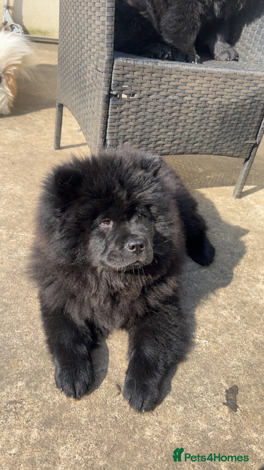 Chow Chow dogs for sale: Ready to leave Now! Gorgeous Black Chows 🐾 - Advert 2