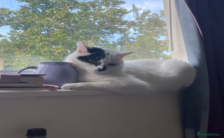 Domestic Shorthair cats - Advert 12