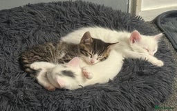 Turkish Angora cats for sale: Turkish angora kittens  - Image 8