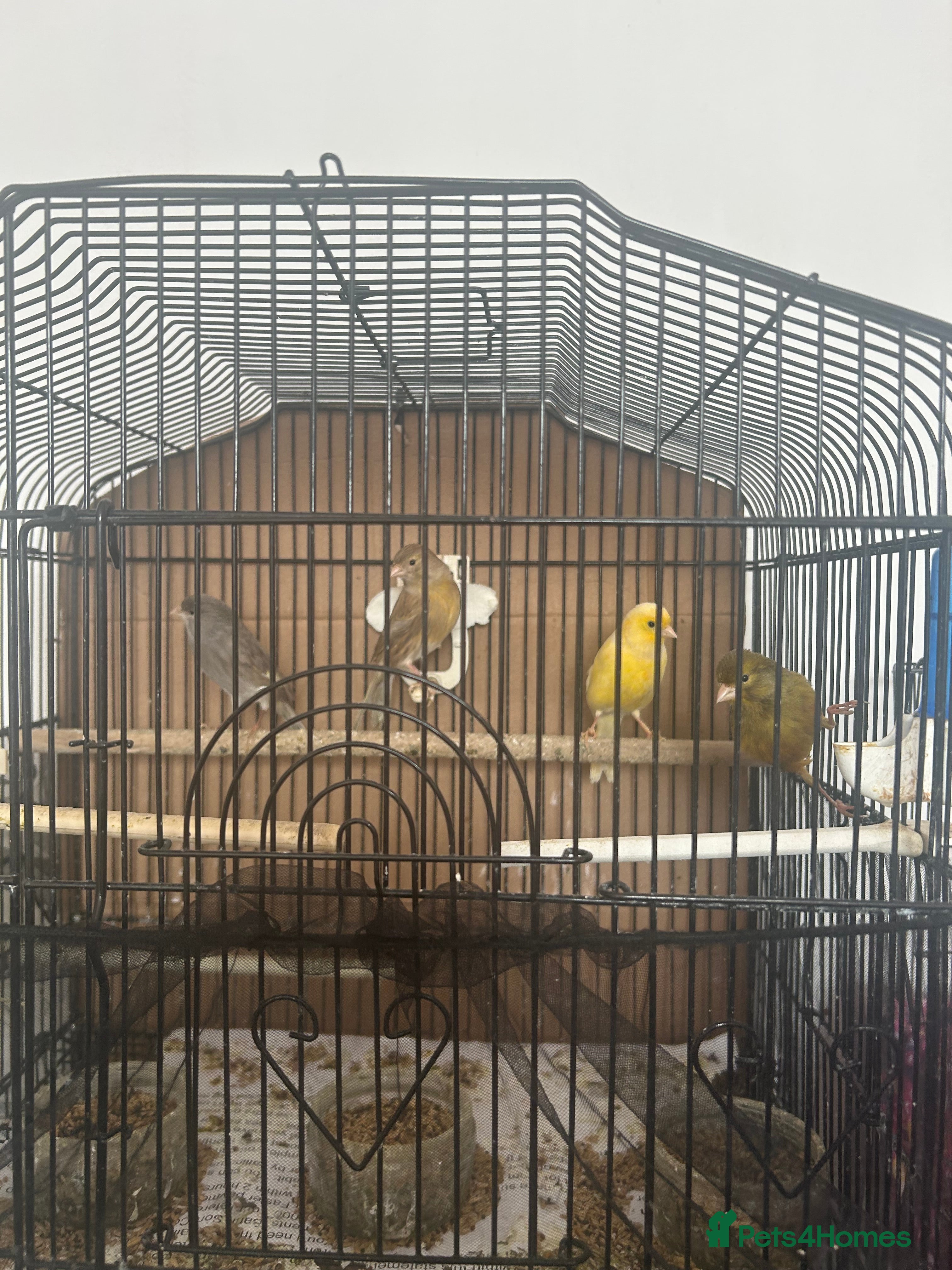 Canaries birds 9 Young Canaries, Various Colours. £30 each. - Advert 1