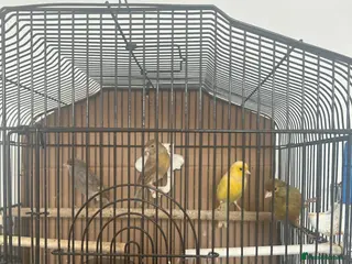 Canaries birds 9 Young Canaries, Various Colours. £30 each. - Advert 1