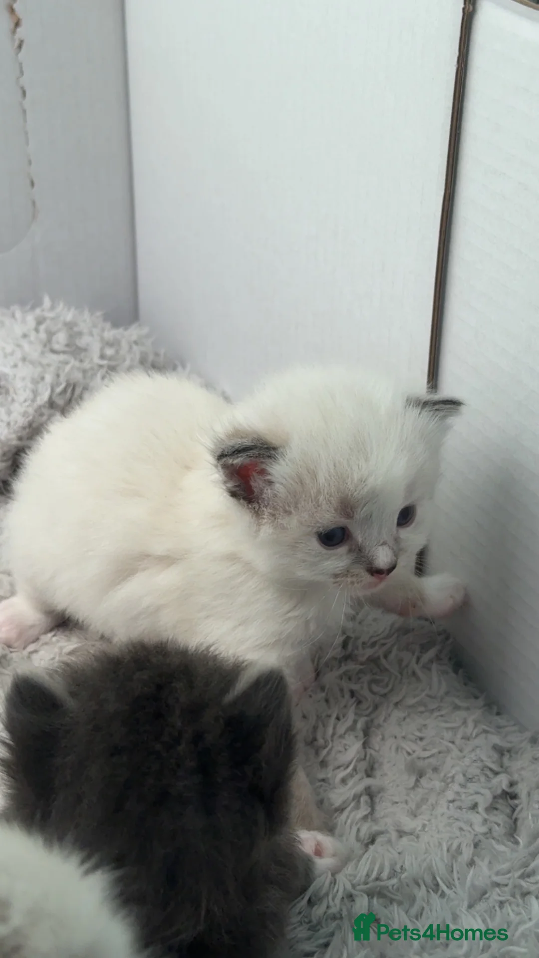 Ragdoll cats for sale: Ragdoll kitten in Guildford - Advert 5