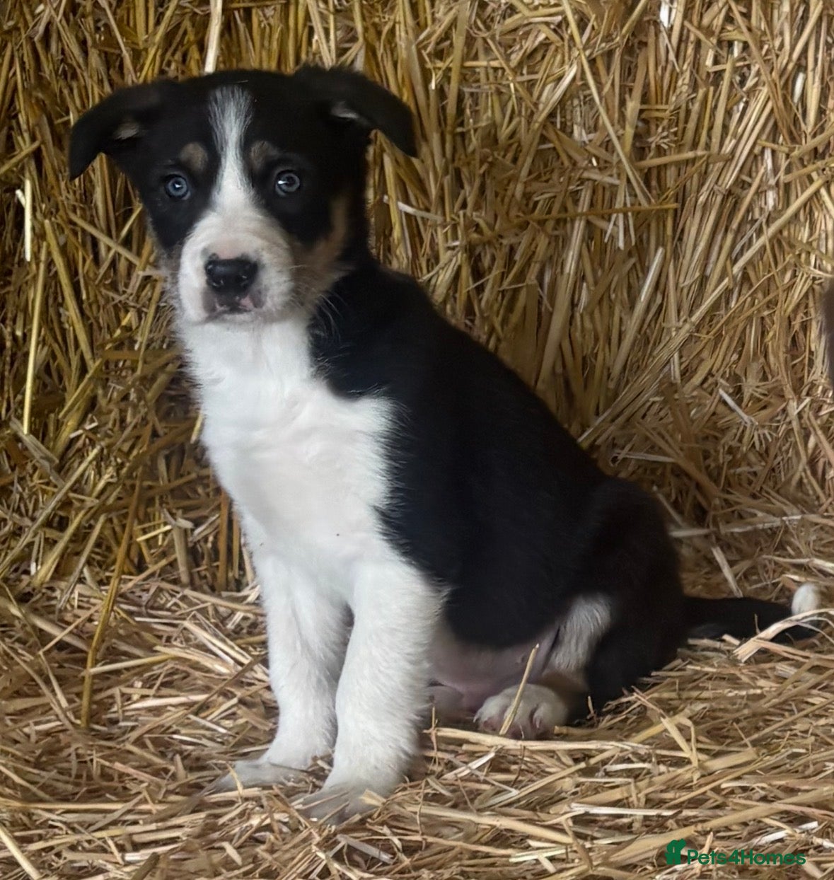 Border Collie dogs 1 male left! Border Collies Tri Coloured - Advert 11