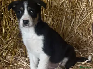 Border Collie dogs 1 male left! Border Collies Tri Coloured - Advert 11