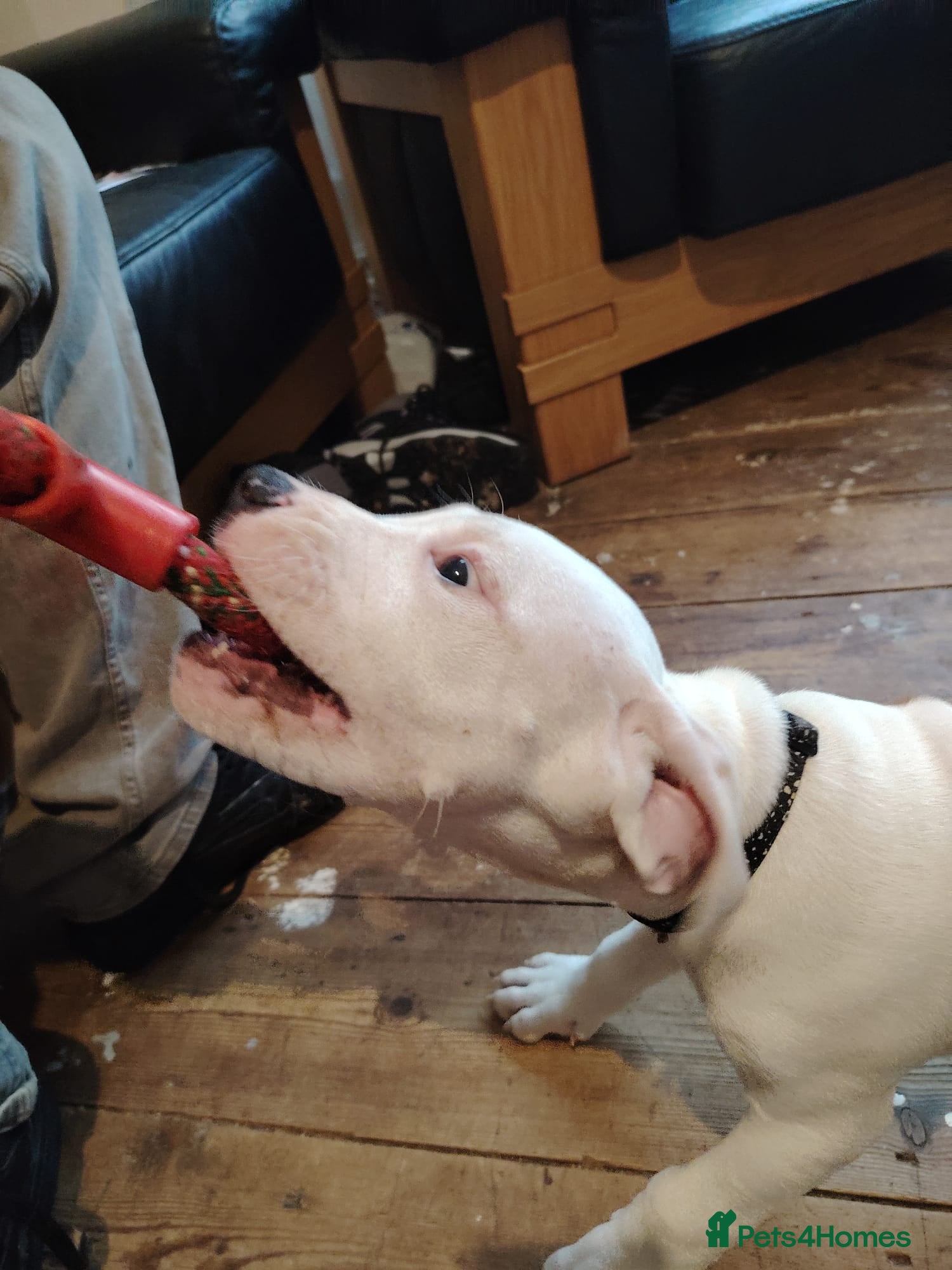 Mixed Breed dogs Strong, Healthy Presa x Staffy Pups Ready Now - Advert 4