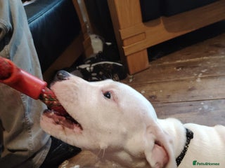 Mixed Breed dogs - Advert 4