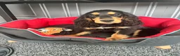 Cocker Spaniel dogs for sale: Show cocker spaniels fully vaccinated  - Advert 3