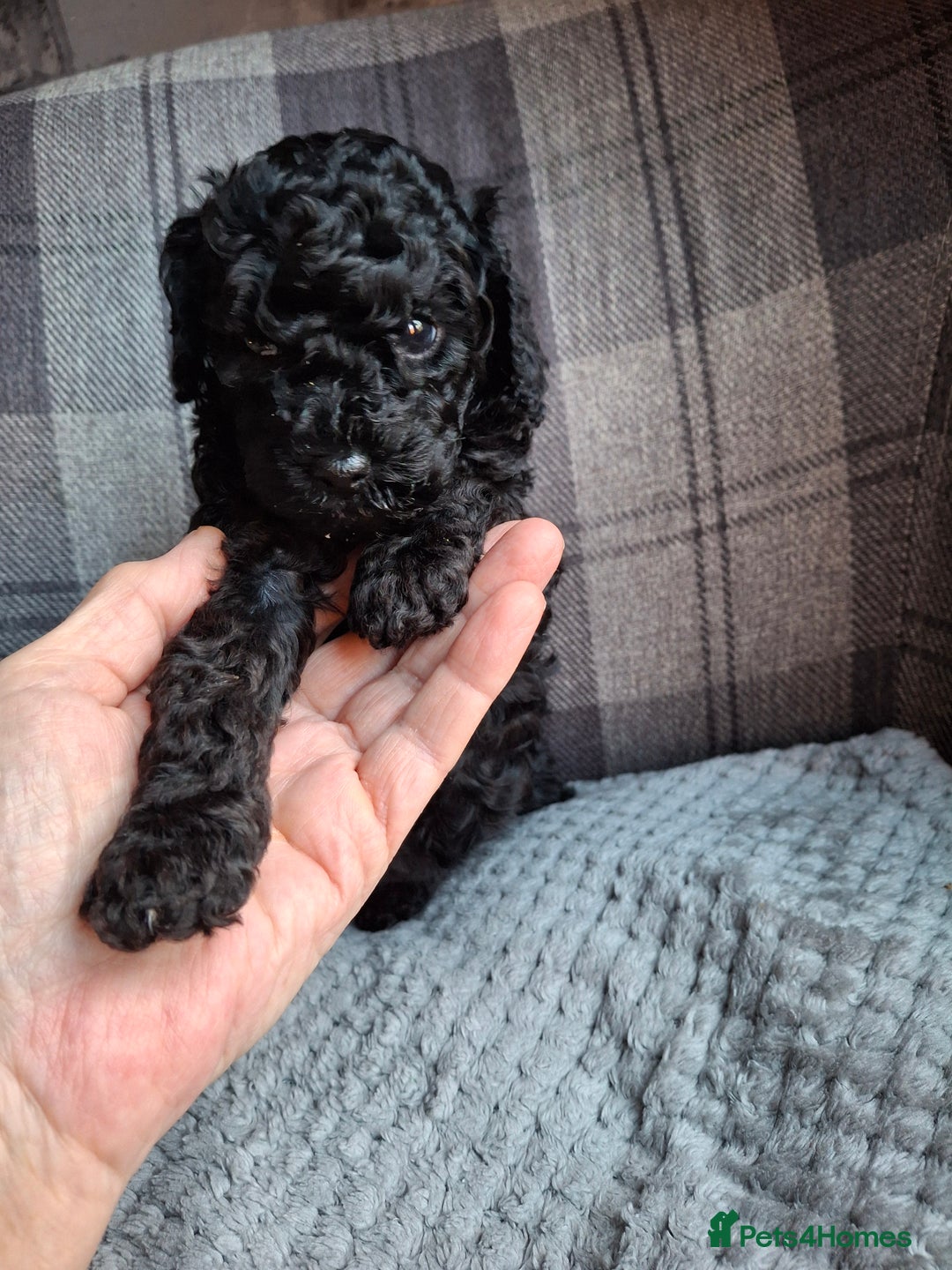 Toy Poodle dogs for sale: Toy poodles - Advert 5