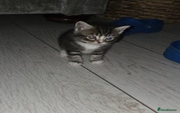 Persian cats for sale:  persian mix bangal - Image 11