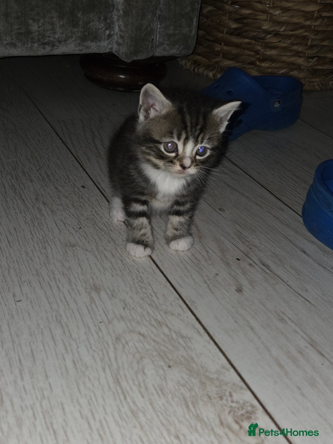 Persian cats for sale:  persian mix bangal - Image 11